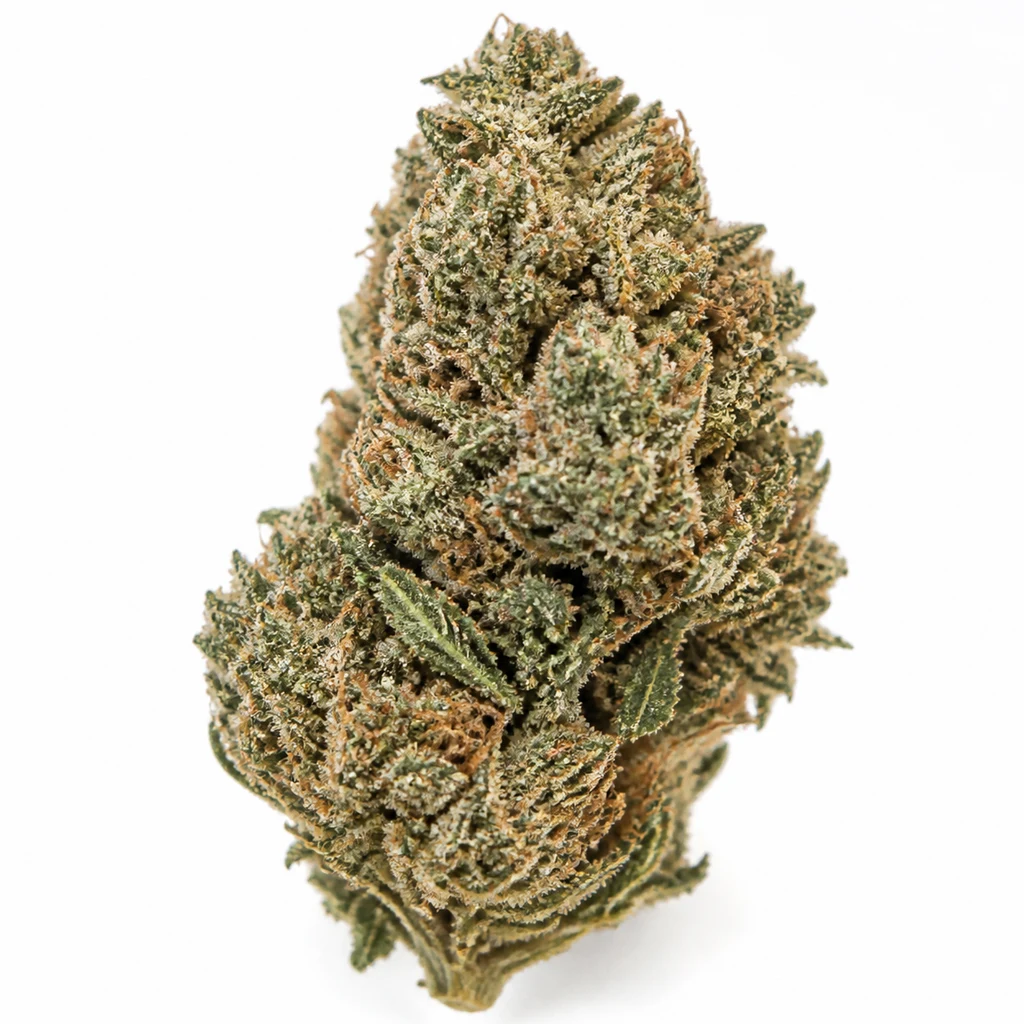 Ilustración de un cogollo alargado para la ficha de Hindu Kush Regular de Spain Seeds, con pistilos anaranjados sobre fondo blanco.