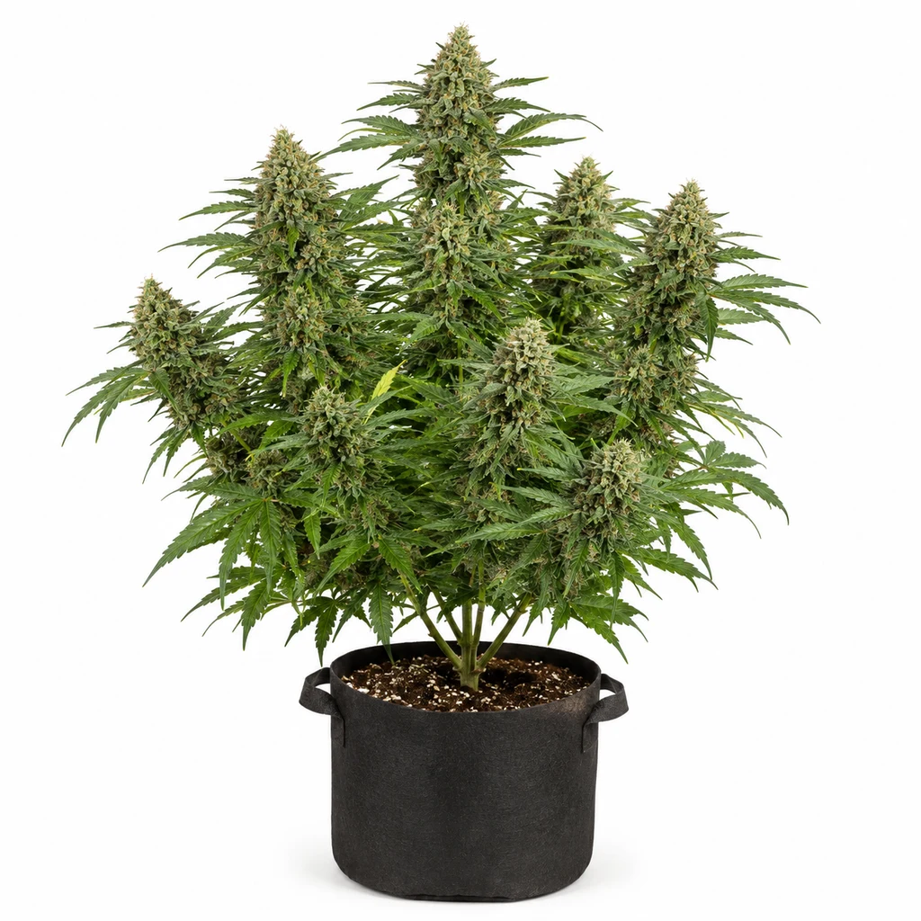 Ilustración de una planta de cannabis en floración para la ficha de Super Skunk Regular, en maceta negra con asas sobre fondo blanco.