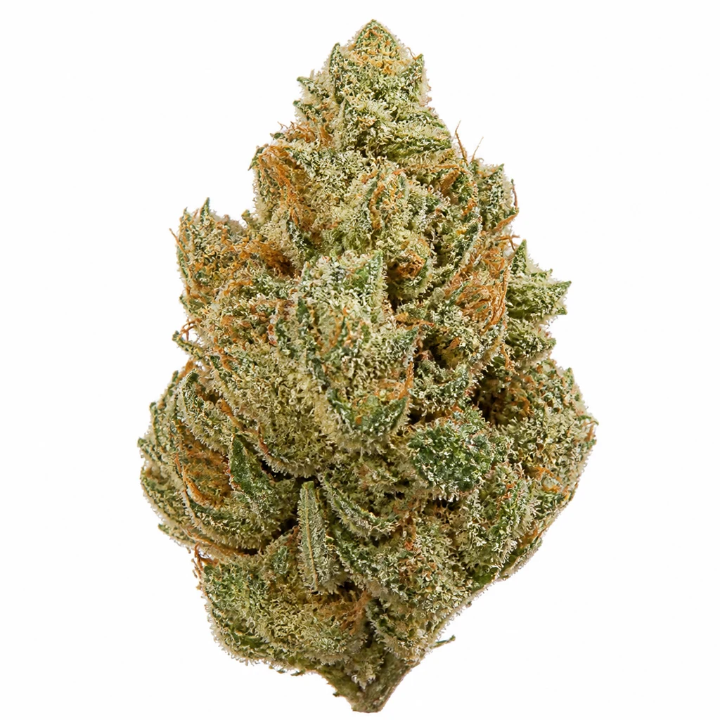 Ilustración de un cogollo alargado verde, con filamentos anaranjados y superficie blanquecina, para la ficha de Northern Light Regular de Nirvana Seeds.