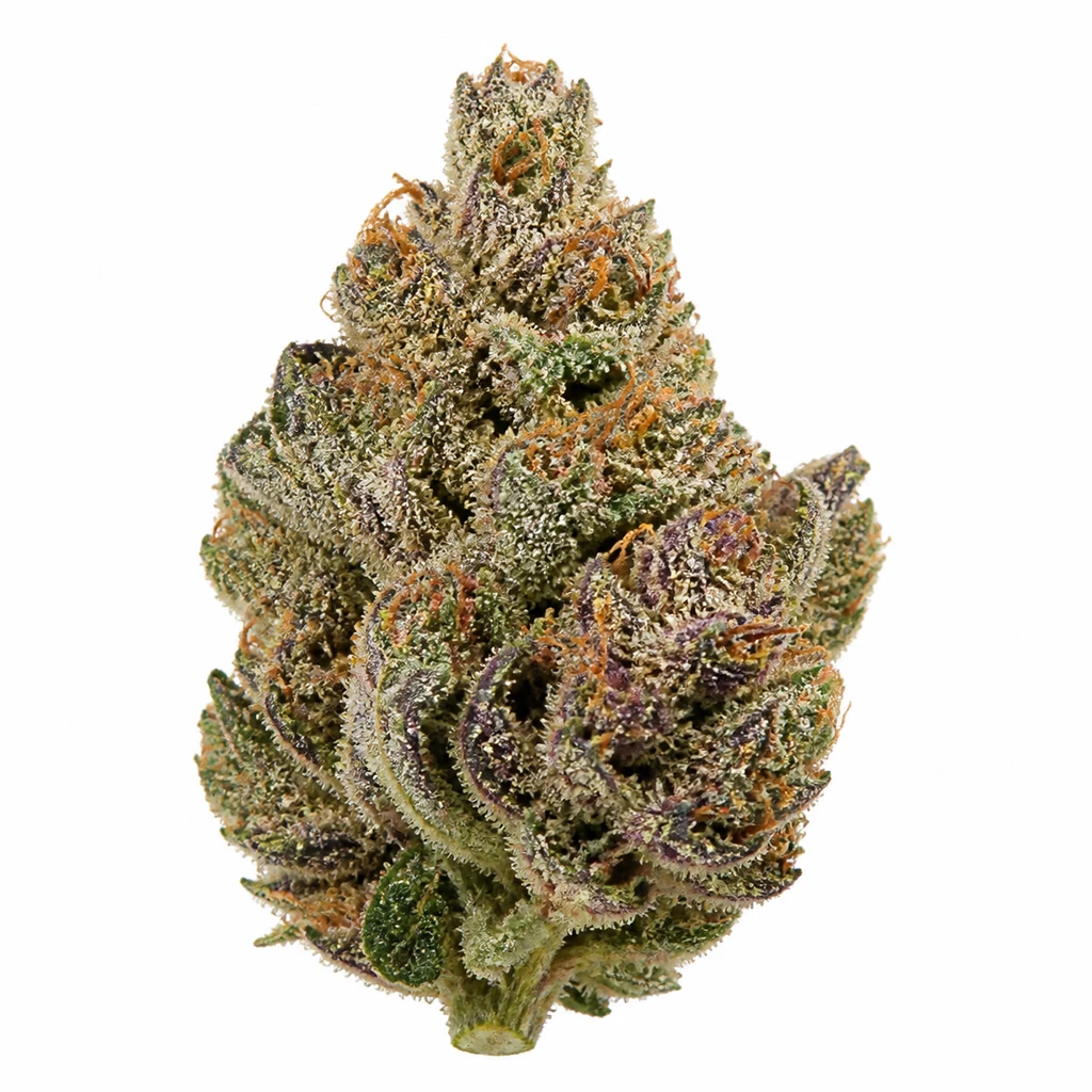 Ilustración de un cogollo para la ficha de Critical Daddy Purple Feminizada, con hojas verdes y moradas y pistilos anaranjados sobre fondo blanco.