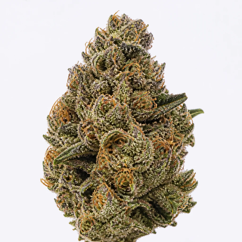 Ilustración de un cogollo alargado con hojas oscuras y pistilos anaranjados para la ficha de Critical Blue Auto – Expert Seeds.