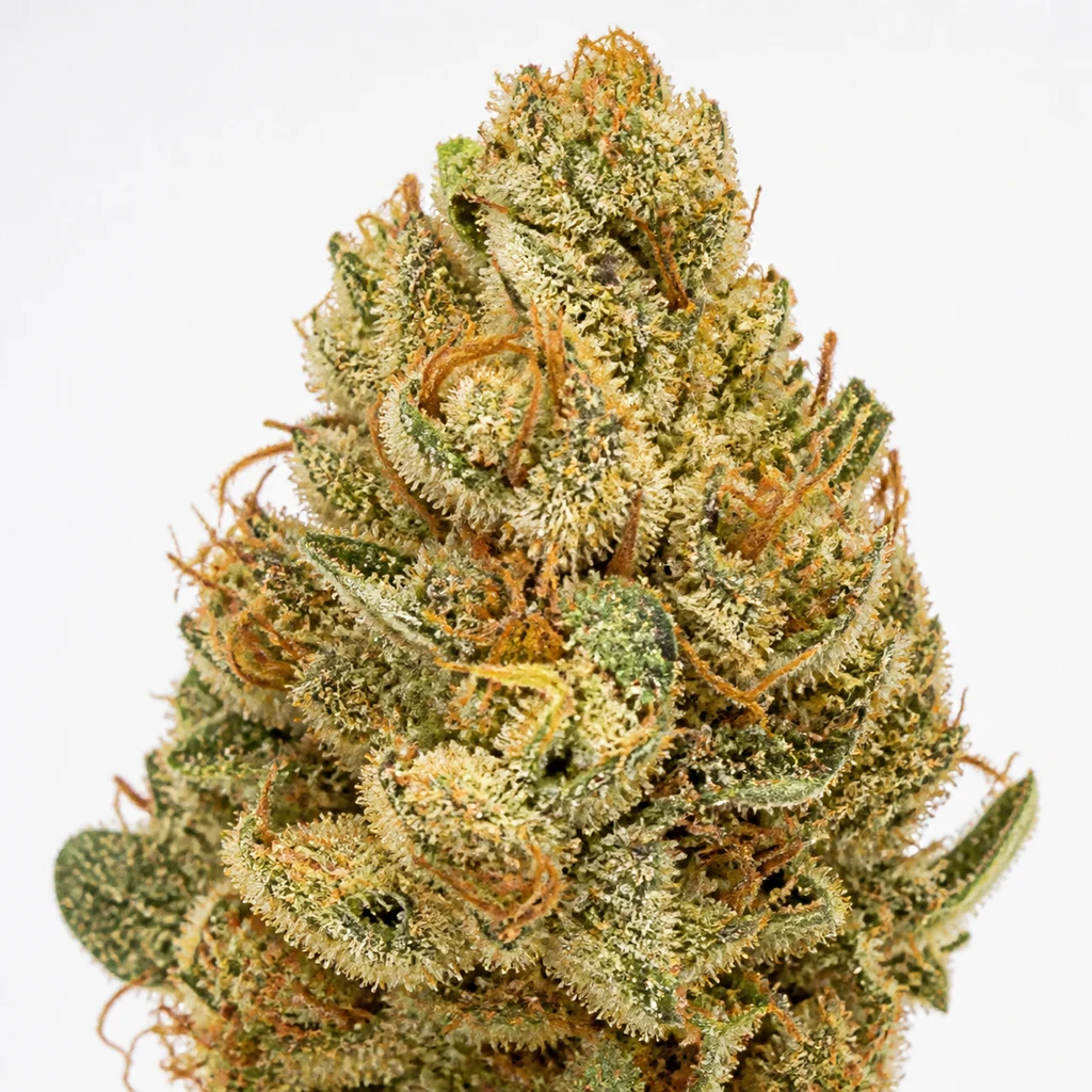 Ilustración de un cogollo alargado con abundantes tricomas claros y pistilos anaranjados para la ficha de Lemonberry Haze Auto.