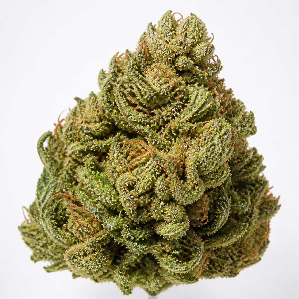 Ilustración de un cogollo triangular verde con hojas curvadas y pistilos anaranjados para la ficha de Sweet Cheese XL Auto – Sweet Seeds.