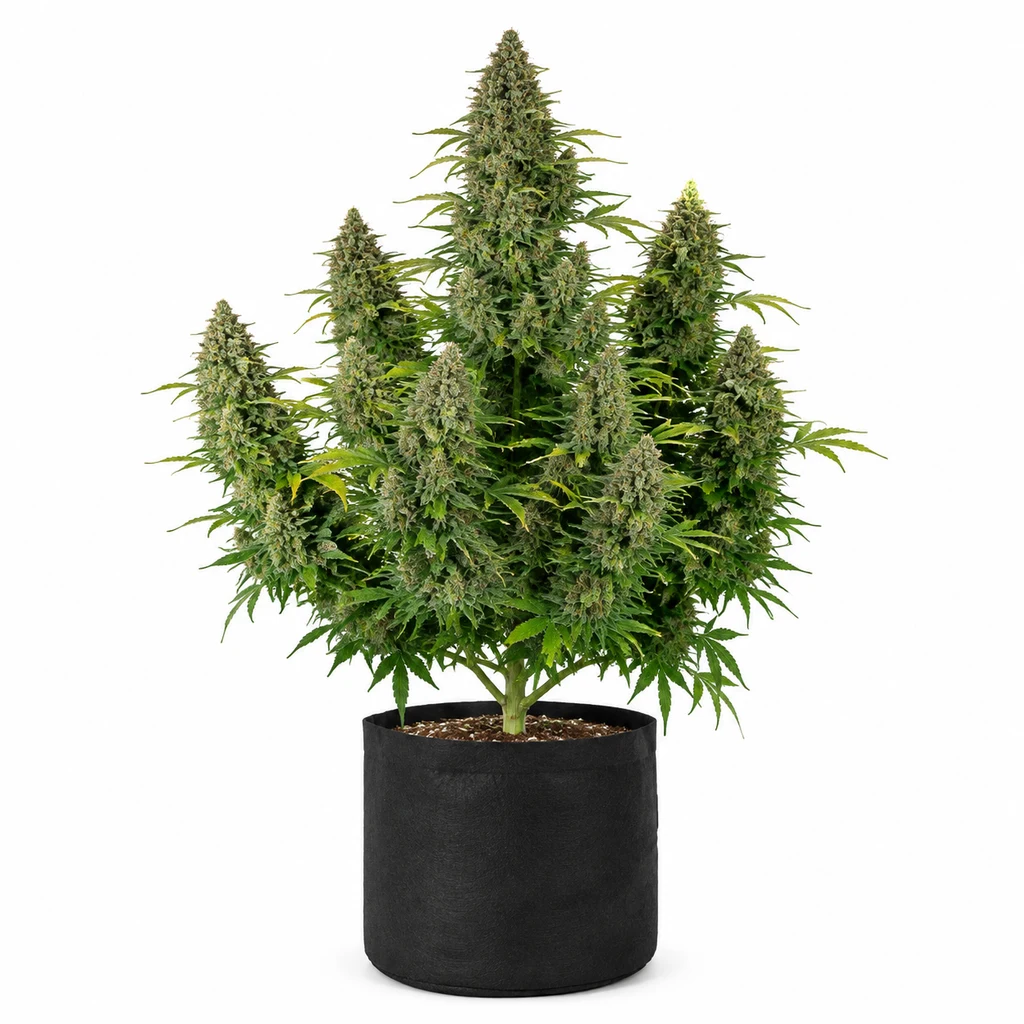 Ilustración de una planta en floración para la ficha de Bruce Banner 3 Auto, con cogollos alargados y maceta negra sobre fondo blanco.