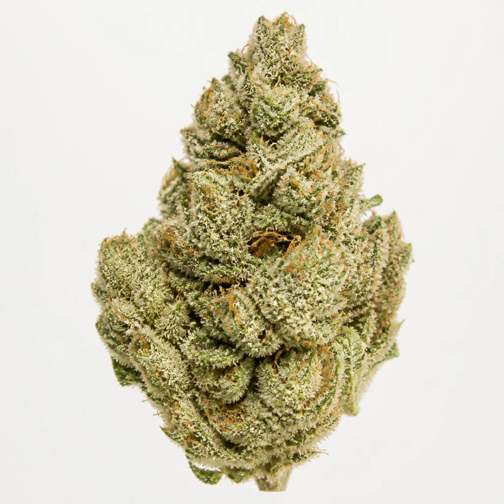 Ilustración de un cogollo para la ficha de Gorila Regular de Pyramid Seeds, con tonos verdes, filamentos anaranjados y superficie blanquecina.