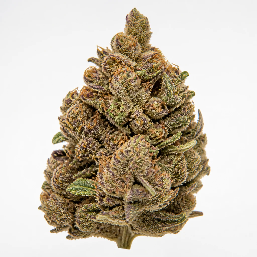 Ilustración de cogollo compacto con tonos verdes y morados y filamentos anaranjados para la ficha de Purple Punch Cookies Feminizada.