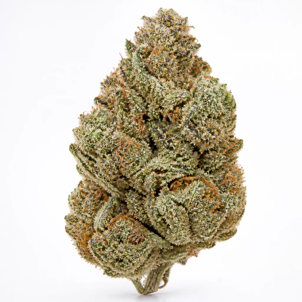 Ilustración de un cogollo para la ficha de Blue Dream Feminizada de Nirvana Seeds, con tonos verdes y filamentos anaranjados sobre blanco.