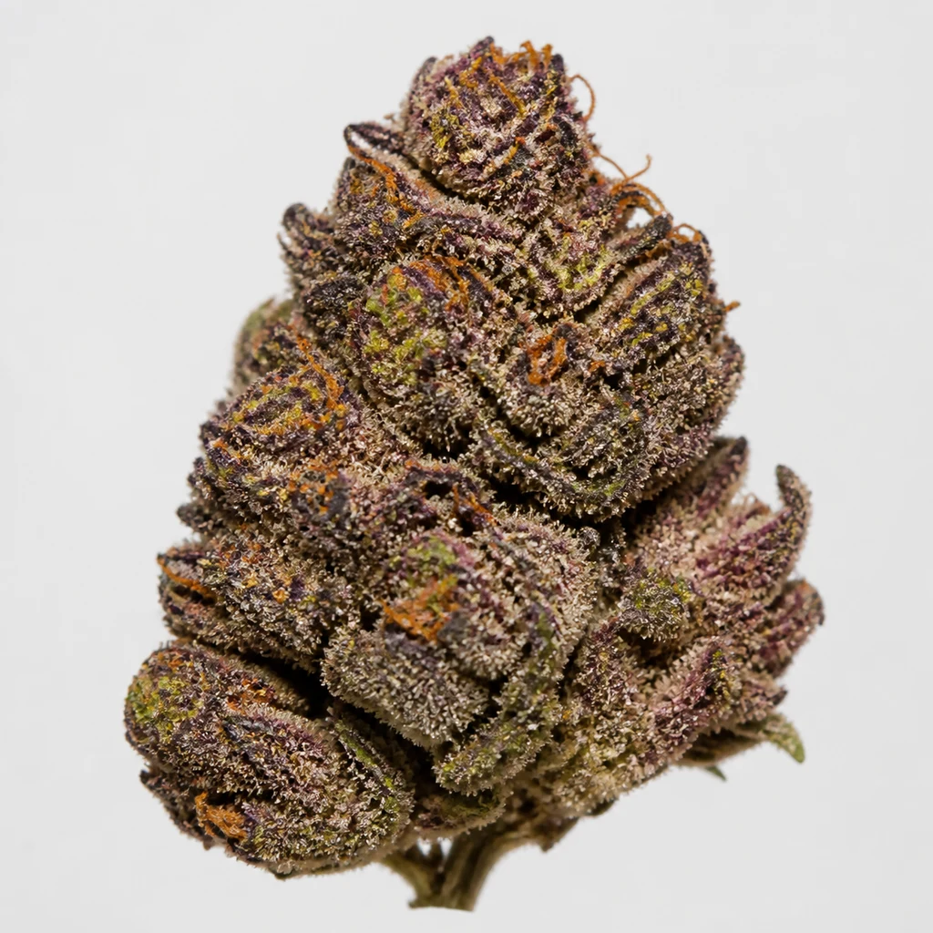 Ilustración de un cogollo morado con pistilos anaranjados para la ficha de Red Pure Auto CBD – Sweet Seeds.