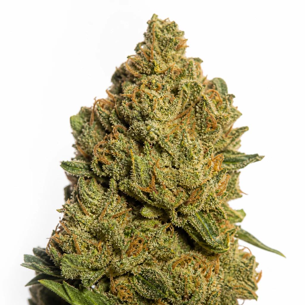 Ilustración de un cogollo verde con pistilos anaranjados sobre fondo blanco para la ficha de Sweet Amnesia Haze XL Auto de Sweet Seeds.