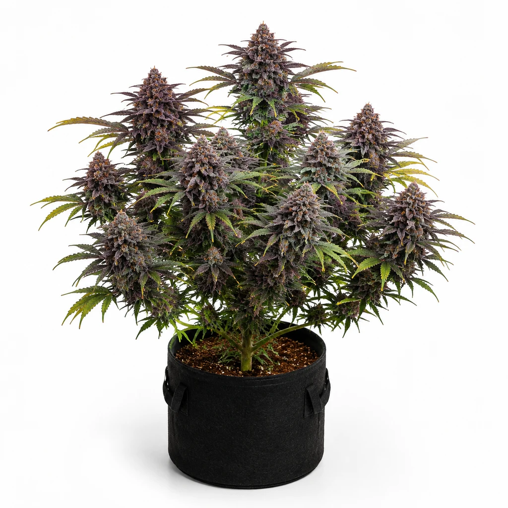 Ilustración de una planta con flores moradas y hojas verdes en maceta negra para la ficha de CBD Auto Blackberry Kush de Dutch Passion.