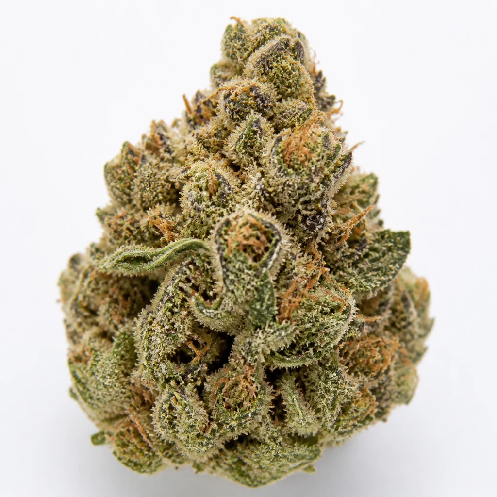 Ilustración de un cogollo verde con pistilos anaranjados y superficie blanquecina para la ficha de Pineapple Larry OG Feminizada de BSF Seeds.