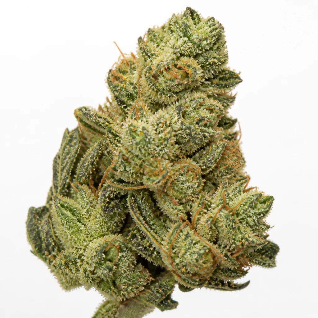 Ilustración de un cogollo verde con filamentos anaranjados y cobertura blanquecina para la ficha de Original Glue Feminizada de Nirvana Seeds.