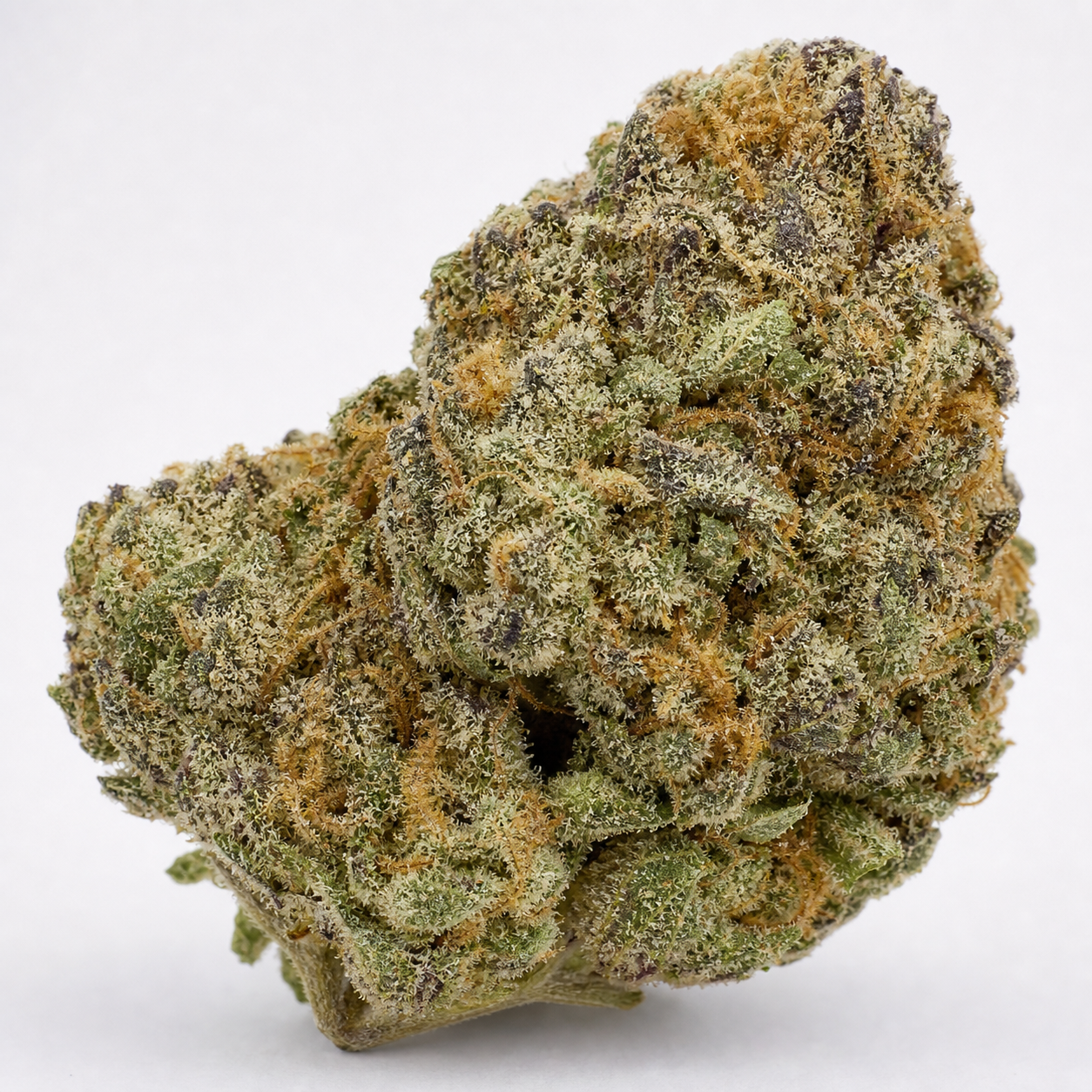 Cogollo de AK Auto de Bulk Seeds sobre fondo blanco, con zonas verdes y moradas, pistilos anaranjados y abundante recubrimiento blanquecino.