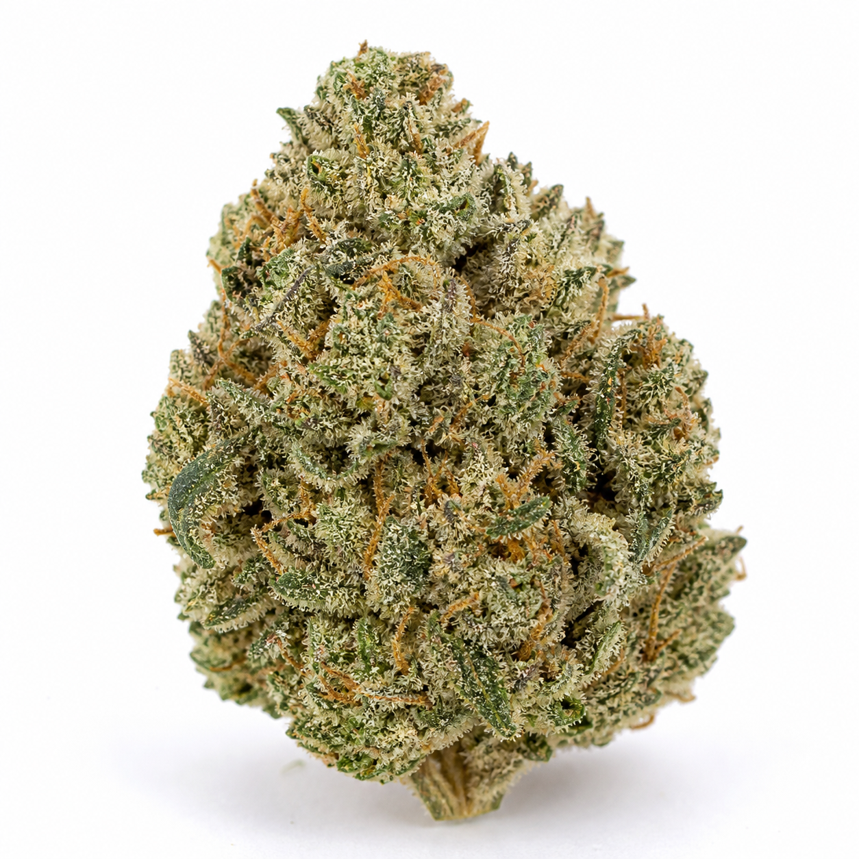 Cogollo de Apollo F1 Autofloreciente de Royal Queen Seeds, con hojas verdes, filamentos anaranjados y abundante recubrimiento blanquecino.
