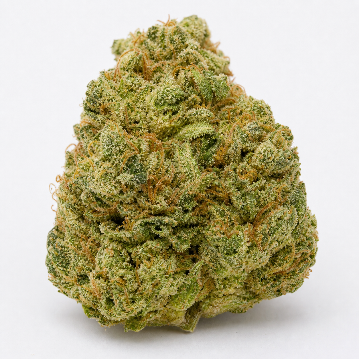 Cogollo de Apple Fritter Auto sobre fondo blanco, de forma cónica, con pequeñas hojas verdes, filamentos anaranjados y abundantes tricomas.