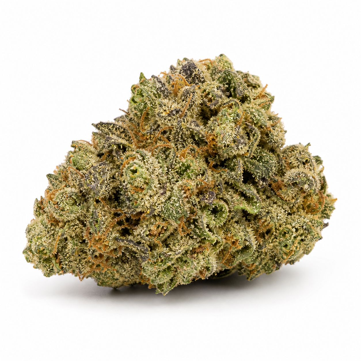 Cogollo de Apple Fritter sobre fondo blanco, de forma ancha, con tonos verdes y oscuros, filamentos naranjas y tricomas blanquecinos.