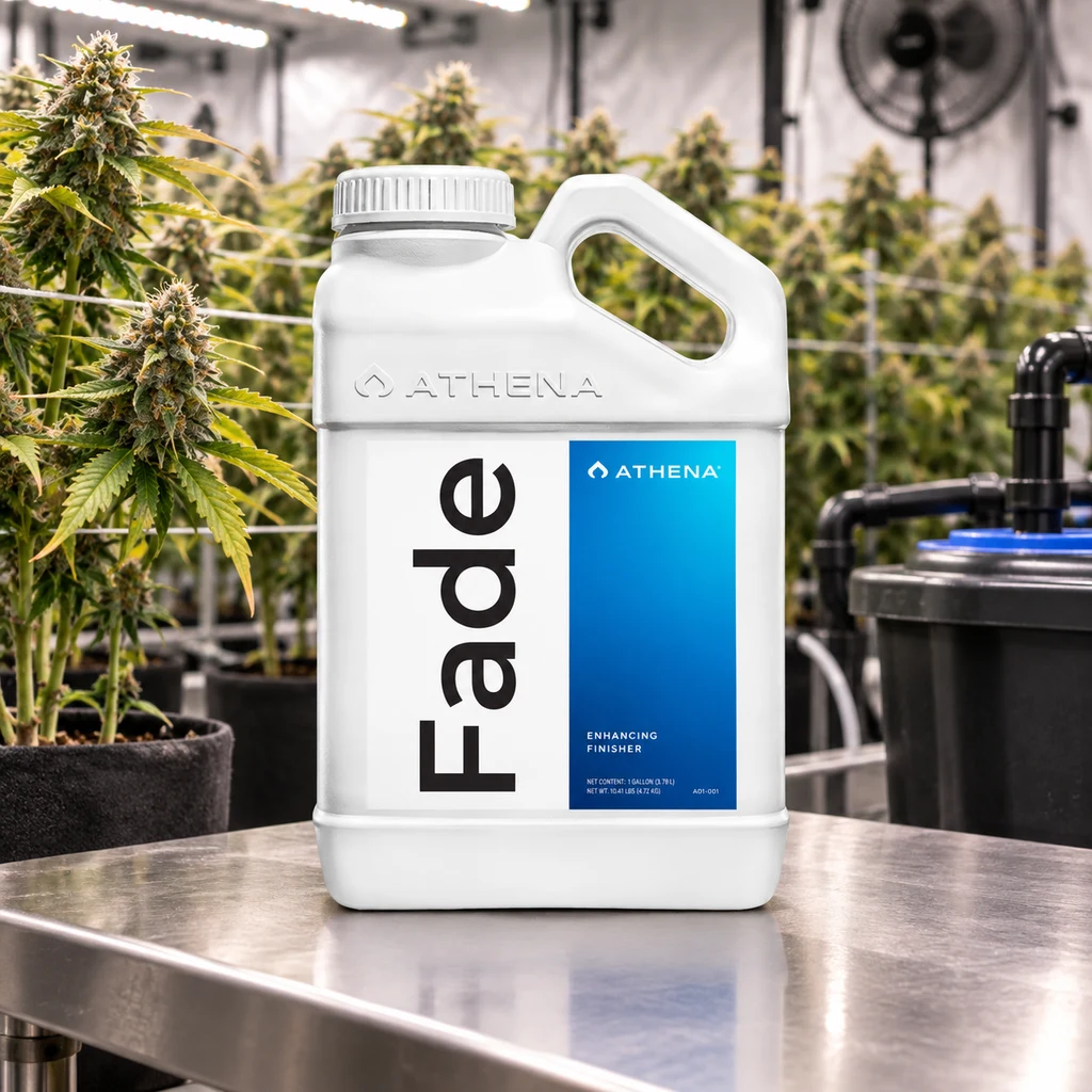 Garrafa blanca de Athena Fade con asa y etiqueta azul, sobre una mesa metálica con plantas de cannabis al fondo. Garrafa blanca de Athena Fade con asa y etiqueta azul, sobre una mesa metálica con plantas de cannabis al fondo.