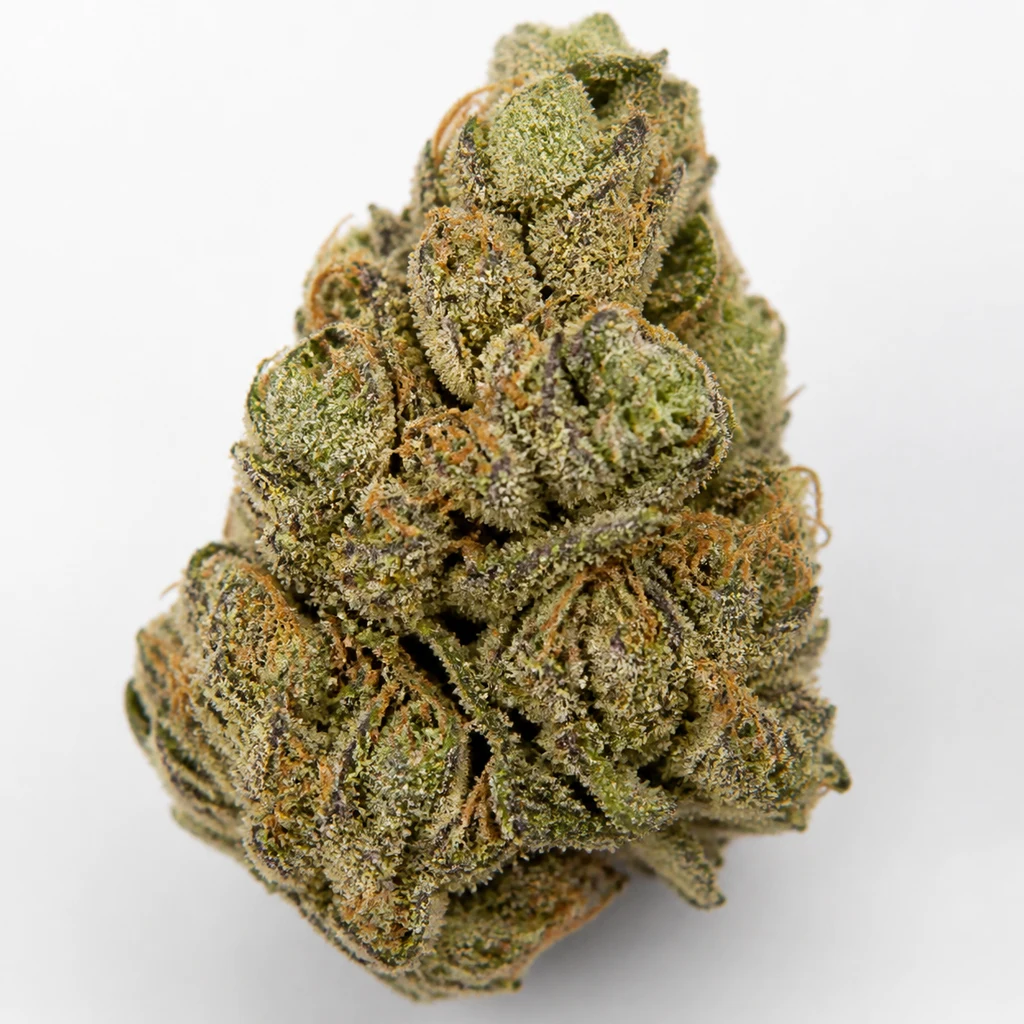 Ilustración de un cogollo alargado verde con tonos morados y filamentos naranjas para la ficha de Auto Black Cherry Punch – Pyramid Seeds.