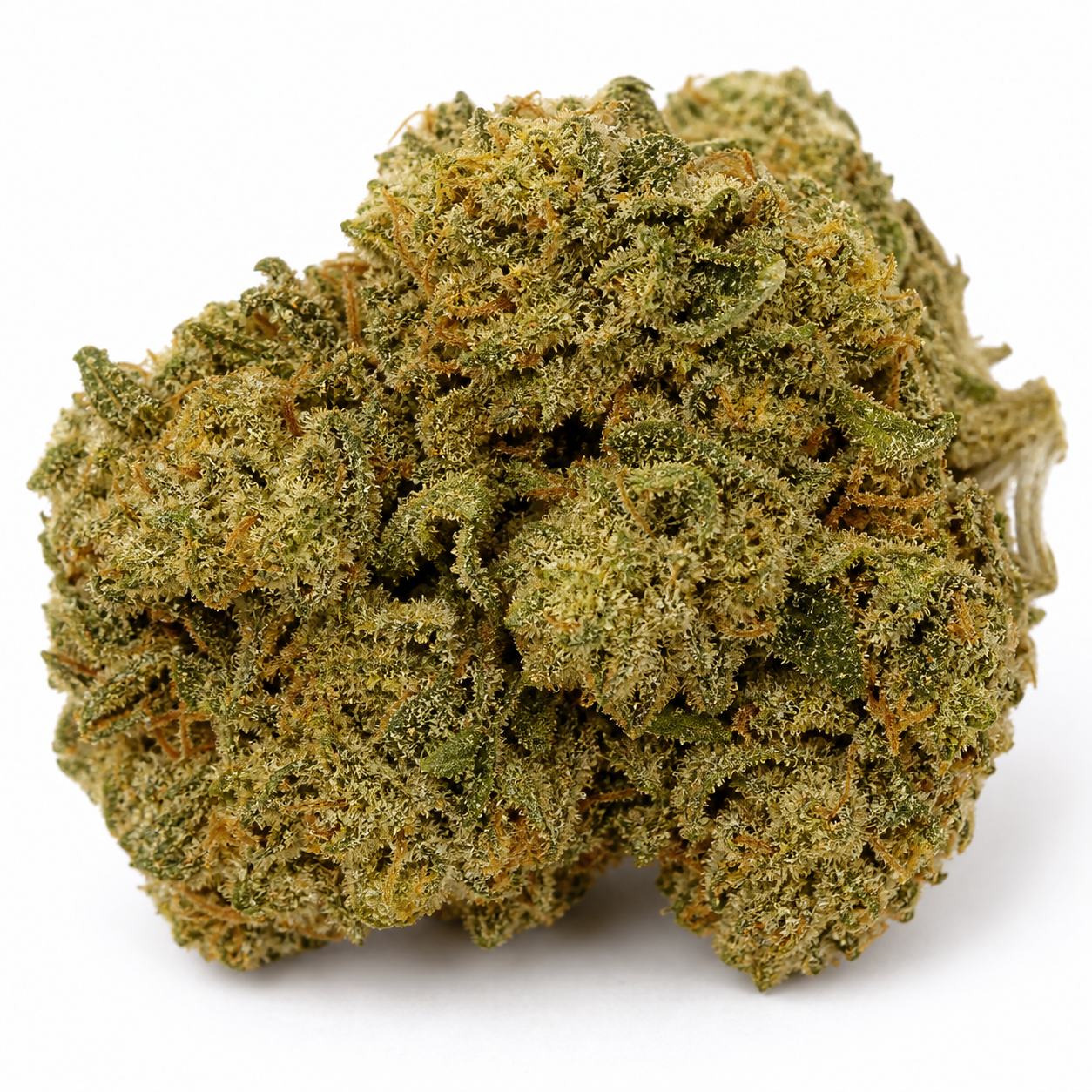 Cogollo de Auto Frosted Zinn x 3 Bears OG de Barney's Farm en primer plano, verde con filamentos anaranjados y abundantes tricomas.