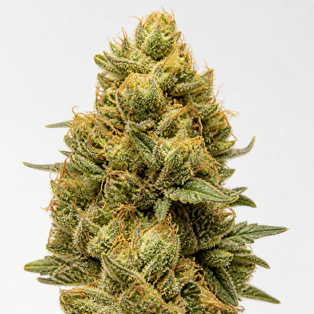 Ilustración de un cogollo para la ficha de Auto Gorilla Glue de BSF Seeds, con hojas verdes y filamentos anaranjados en primer plano.