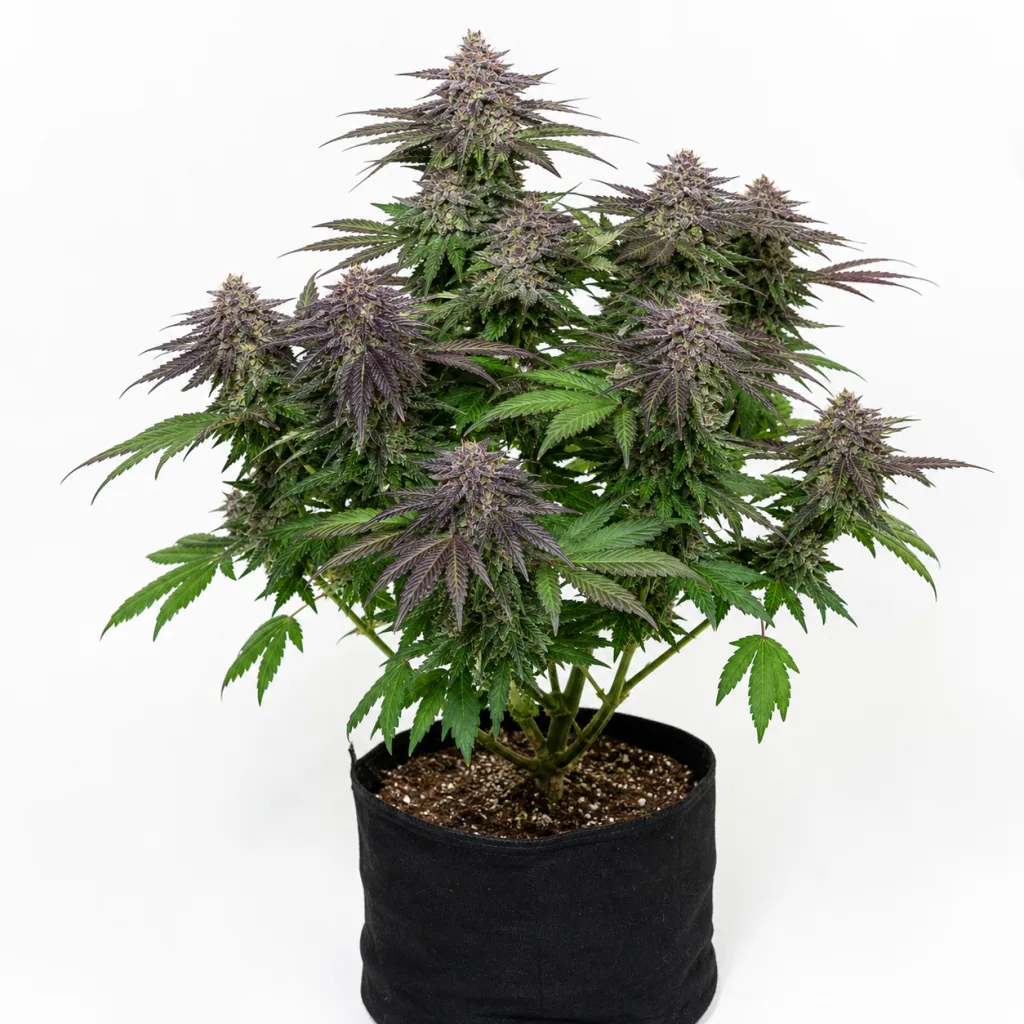 Planta de Auto Pineapple Muffin de Humboldt Seed Company en maceta negra, con varios cogollos y hojas verdes y moradas sobre fondo blanco.