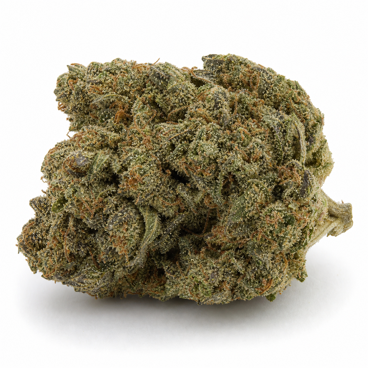 Cogollo de Auto Rainbow Sherbet #11 de Advanced Seeds, con tonos verdes y oscuros, pistilos anaranjados y abundantes tricomas sobre fondo blanco.