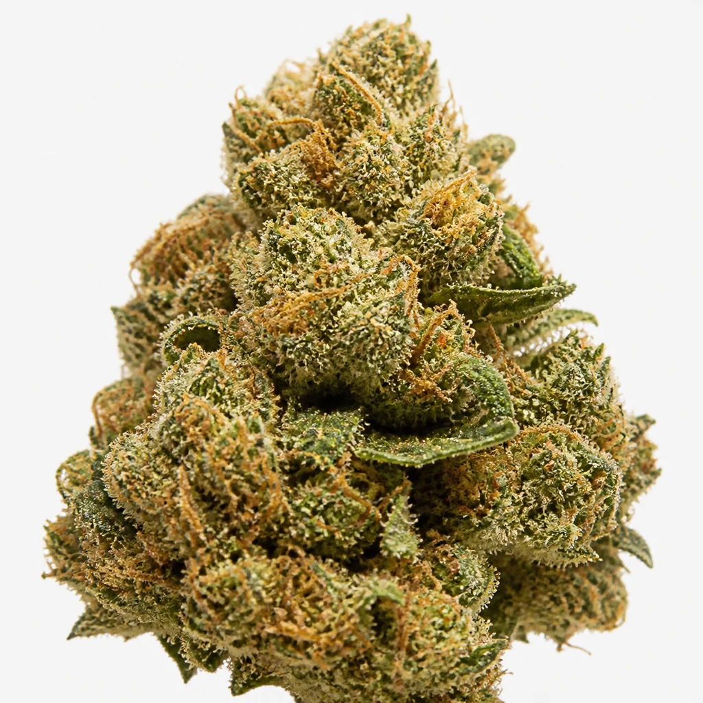 Ilustración de un cogollo verde con filamentos anaranjados para la ficha de Auto Royal Gorilla – Royal Queen Seeds, sobre fondo blanco.