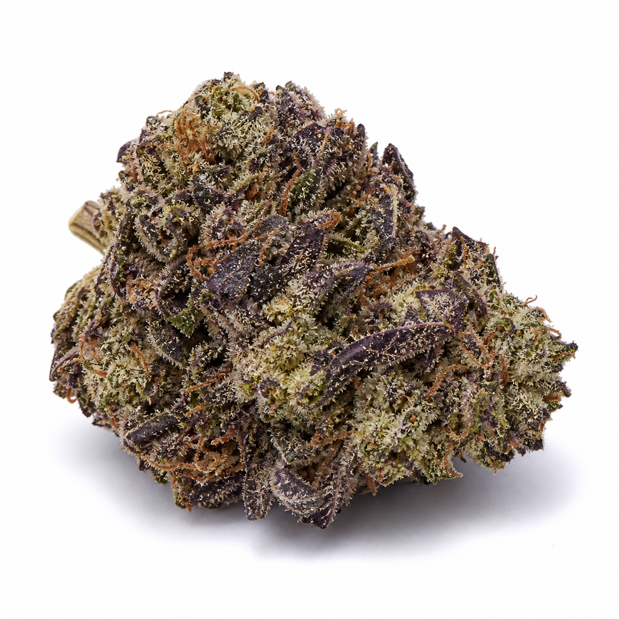 Cogollo de Auto Squirt Humboldt Seeds sobre fondo blanco, con hojas moradas y verdes, filamentos anaranjados y abundantes tricomas.