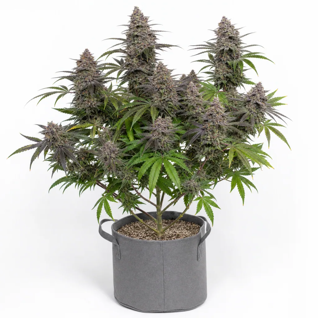 Planta de Auto Strawberry Banana de DNA Genetics en floración, con numerosos cogollos y hojas verdes y moradas, en maceta textil gris.