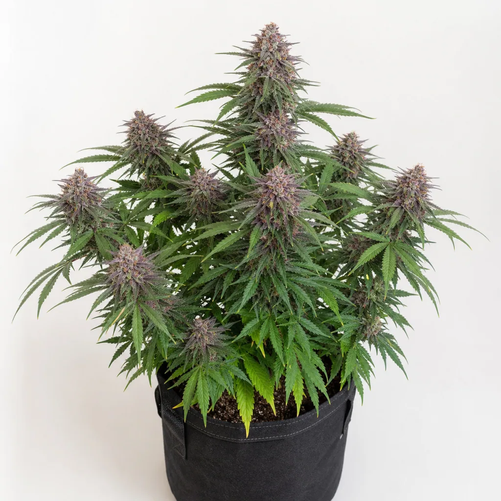 Planta de Auto Wembley en maceta textil negra, con varias colas florales de tonos morados y hojas verdes sobre fondo claro.