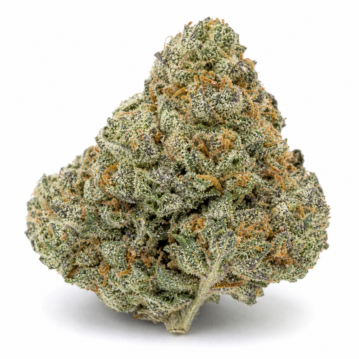Cogollo de Auto Blackberry Kush de Dutch Passion sobre fondo blanco, con tonos verdes y violáceos, filamentos anaranjados y cobertura blanquecina.