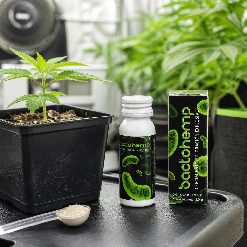 Bote y caja de Bactohemp de Agrobacterias junto a una planta joven en maceta y una cucharilla con gránulos, en un cultivo interior.
