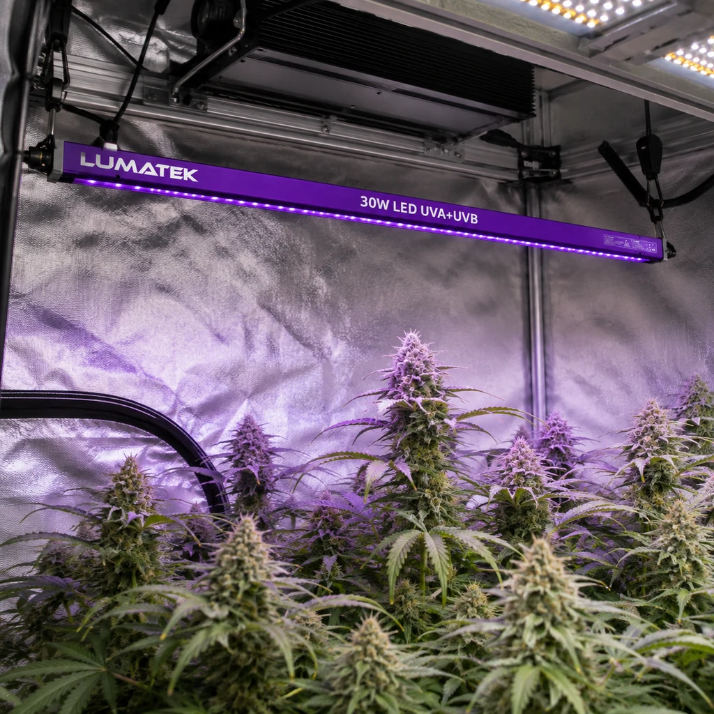 Barra Lumatek rotulada «30W LED UVA+UVB», suspendida sobre plantas de cannabis en flor dentro de un armario reflectante con luz violeta.