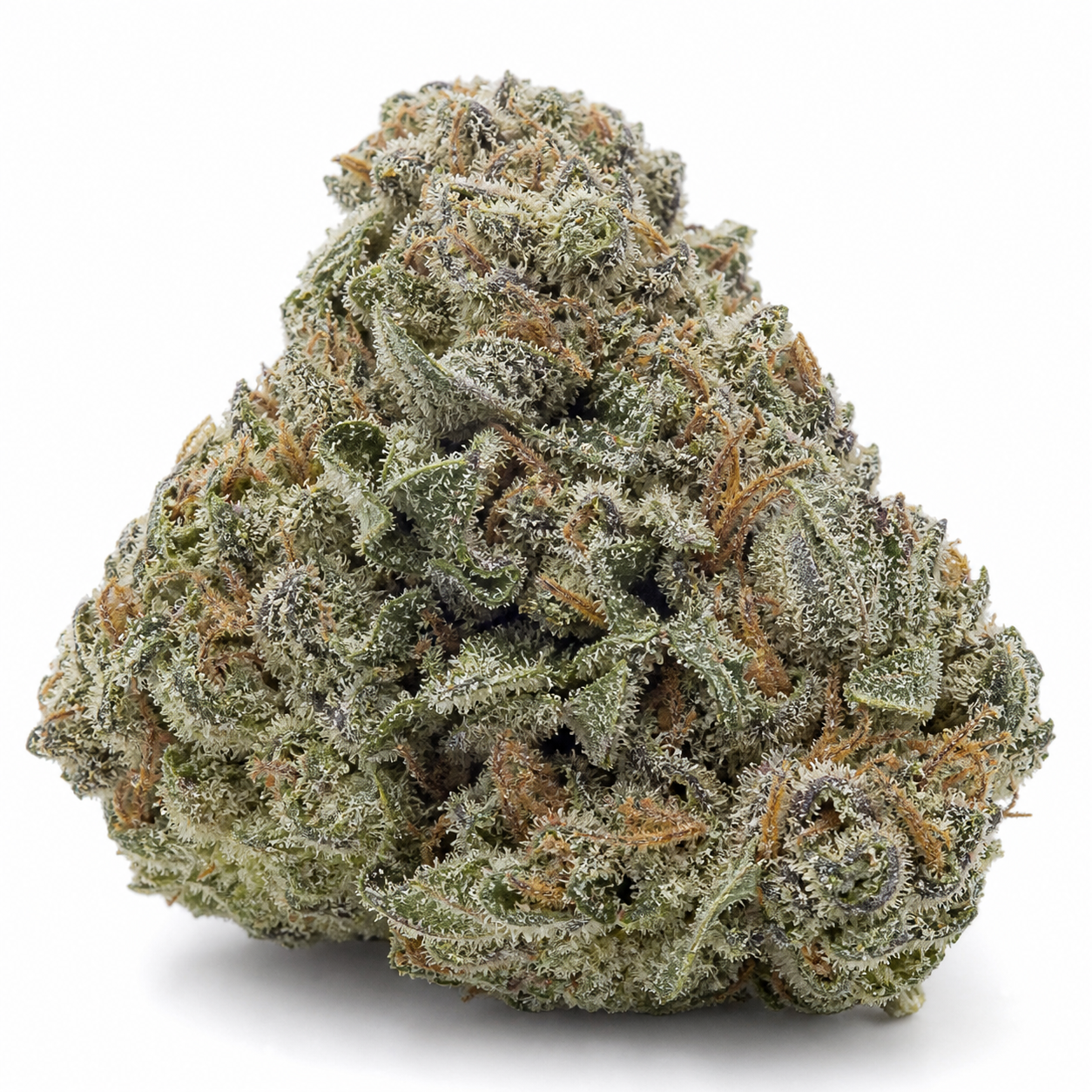 Cogollo de Black Domina CBD Feminizada, de forma compacta, con hojas verdes, filamentos anaranjados y abundante cobertura blanquecina.