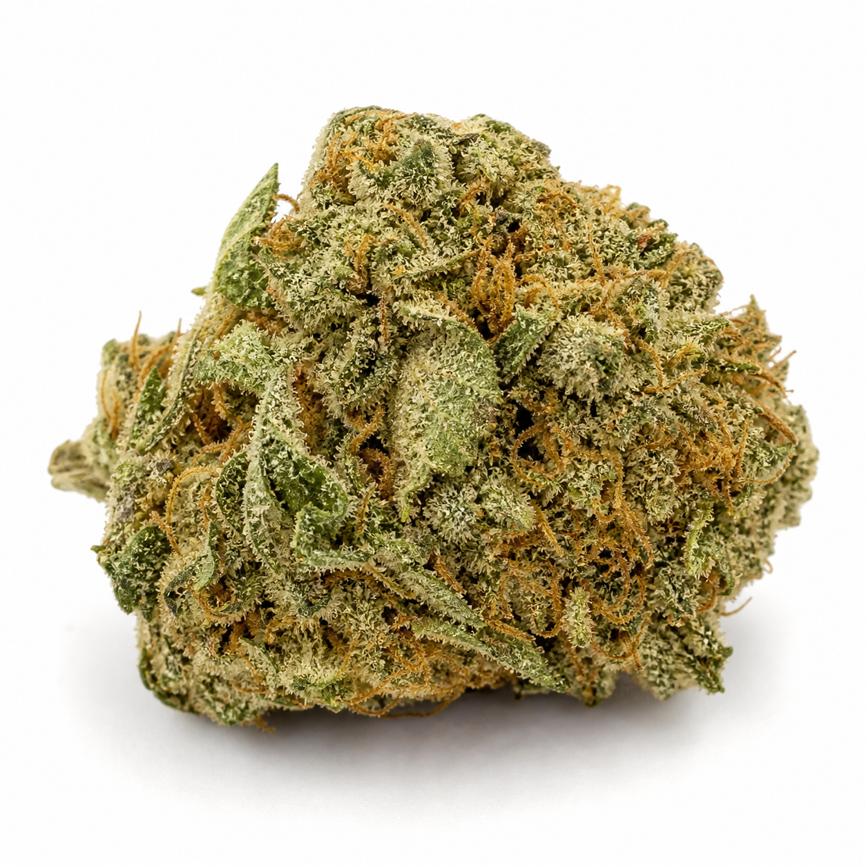 Cogollo de Black Domina de Spain Seeds en primer plano, con hojas verdes, filamentos anaranjados y abundantes tricomas sobre fondo blanco.