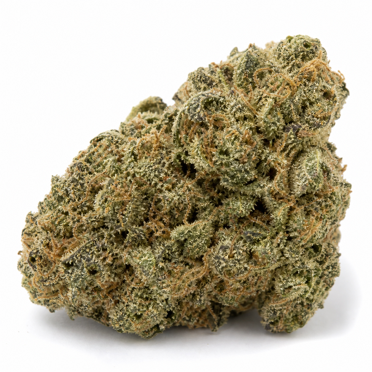 Cogollo de Black Domina Feminizada de Sensi Seeds, compacto y verde oscuro, con filamentos anaranjados y superficie cristalina sobre fondo blanco.