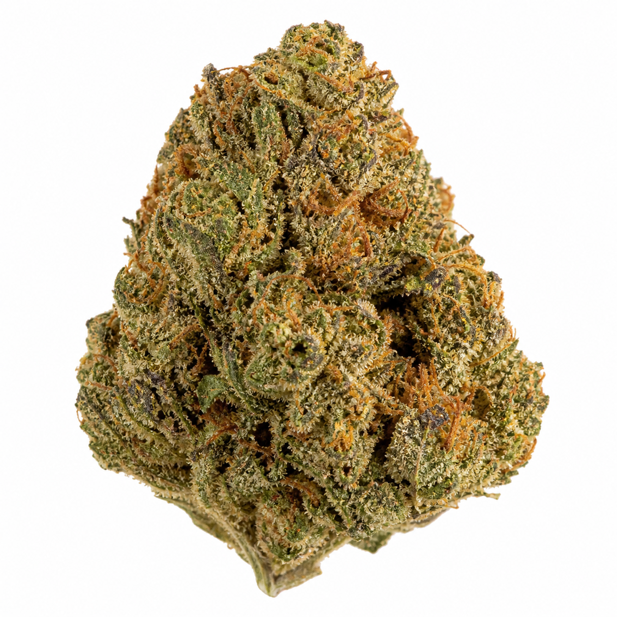 Cogollo de Black Dream de Eva Seeds en primer plano, con hojas verdes, abundantes filamentos anaranjados y recubrimiento claro sobre fondo blanco.