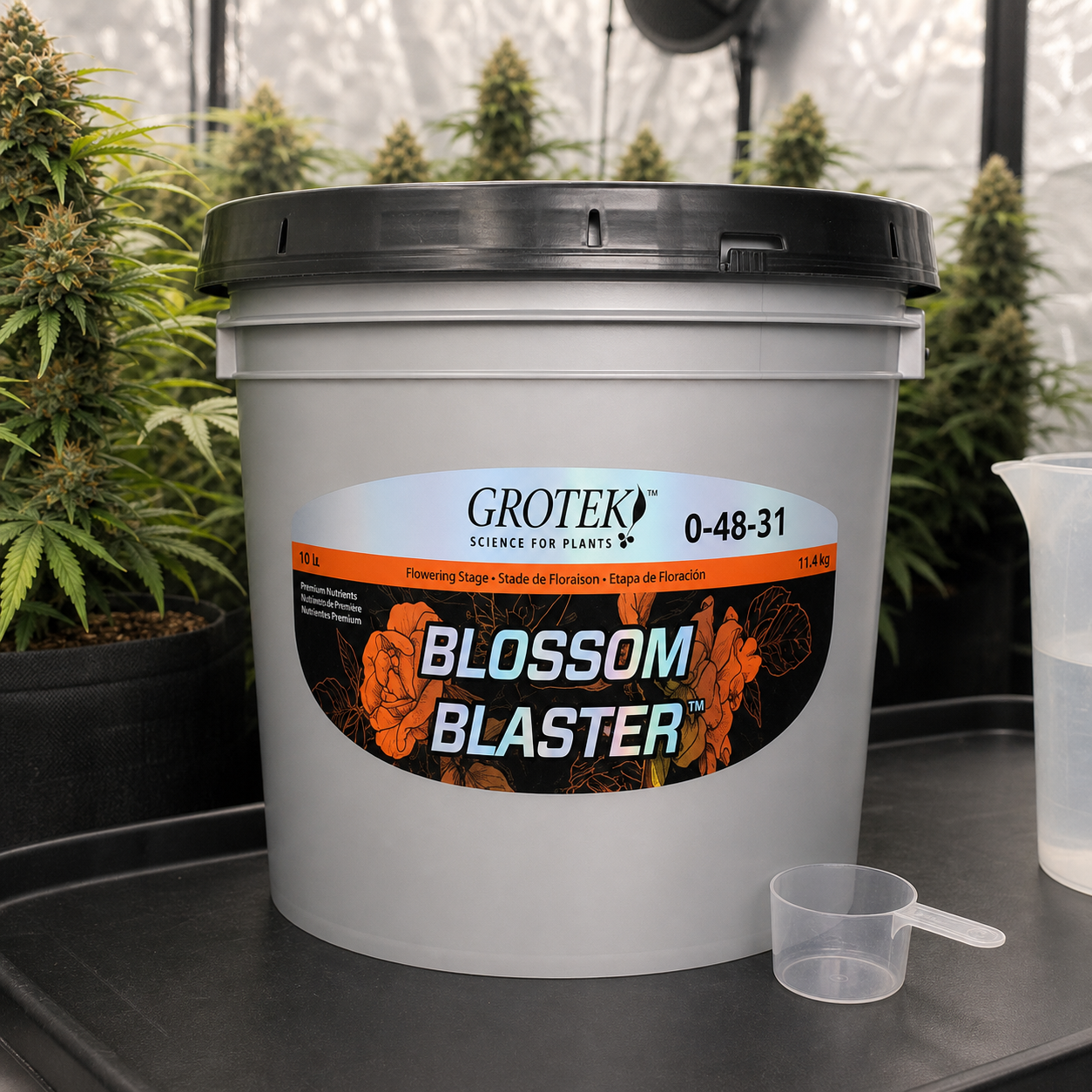 Cubo de Blossom Blaster Grotek con tapa negra y etiqueta 0-48-31, junto a un cacito y una jarra, con plantas de cannabis al fondo. Cubo de Blossom Blaster Grotek con tapa negra y etiqueta 0-48-31, junto a un cacito y una jarra, con plantas de cannabis al fondo.