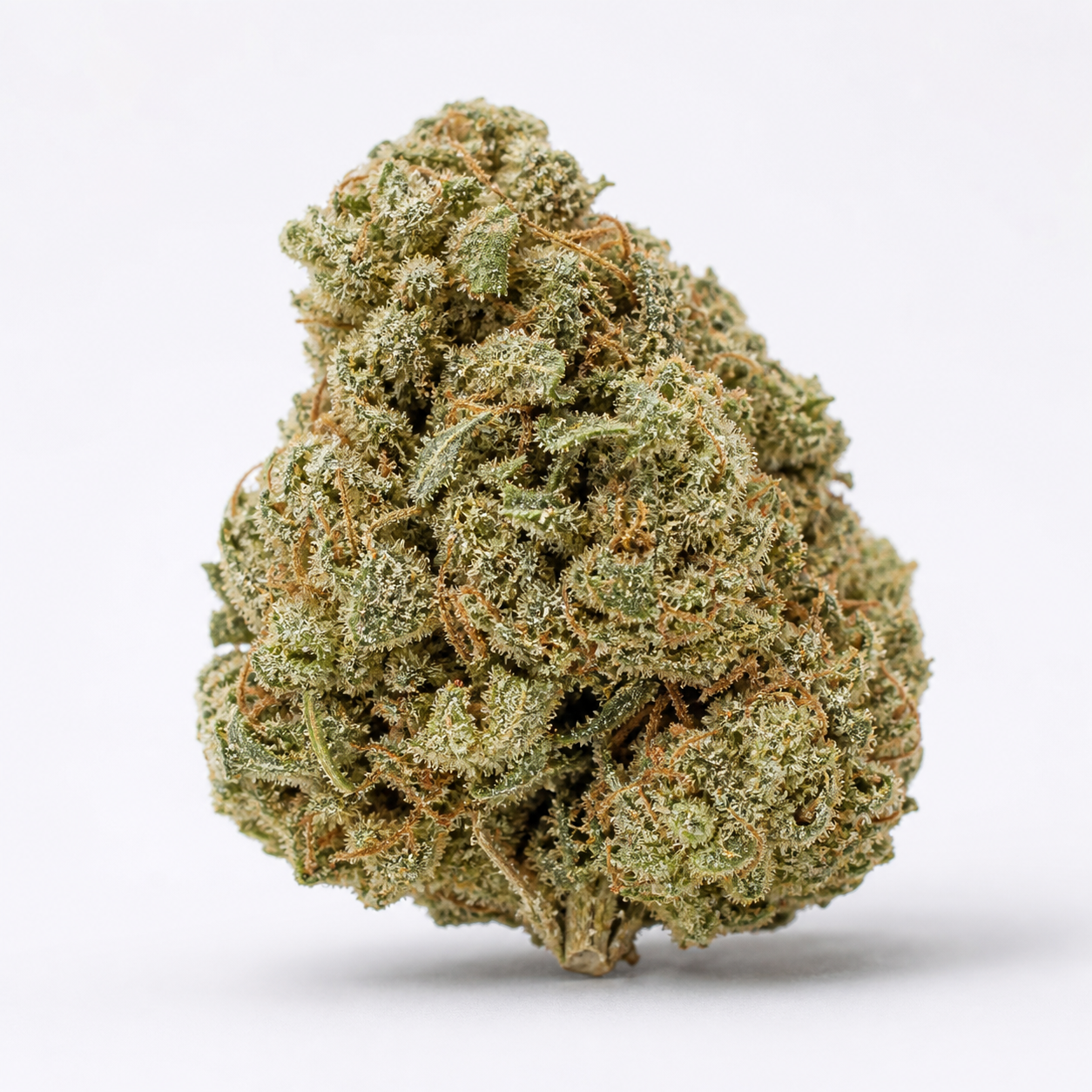 Cogollo de Blue Cheese Feminizada de Royal Queen Seeds, de forma redondeada, con hojas verdes y filamentos anaranjados sobre fondo blanco.