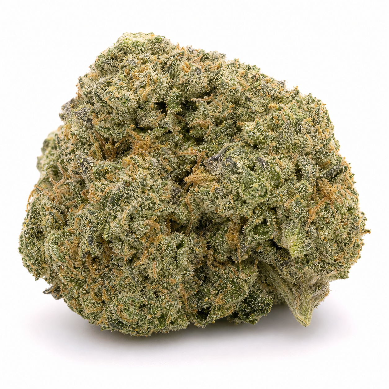 Cogollo de Blueberry de Dutch Passion, de forma redondeada, verde con pistilos anaranjados y abundantes tricomas claros, sobre fondo blanco.