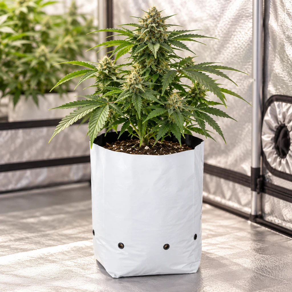 Escena generada de una bolsa de cultivo blanca con ojales inferiores, llena de sustrato y con una planta de cannabis en un armario reflectante. Escena generada de una bolsa de cultivo blanca con ojales inferiores, llena de sustrato y con una planta de cannabis en un armario reflectante.