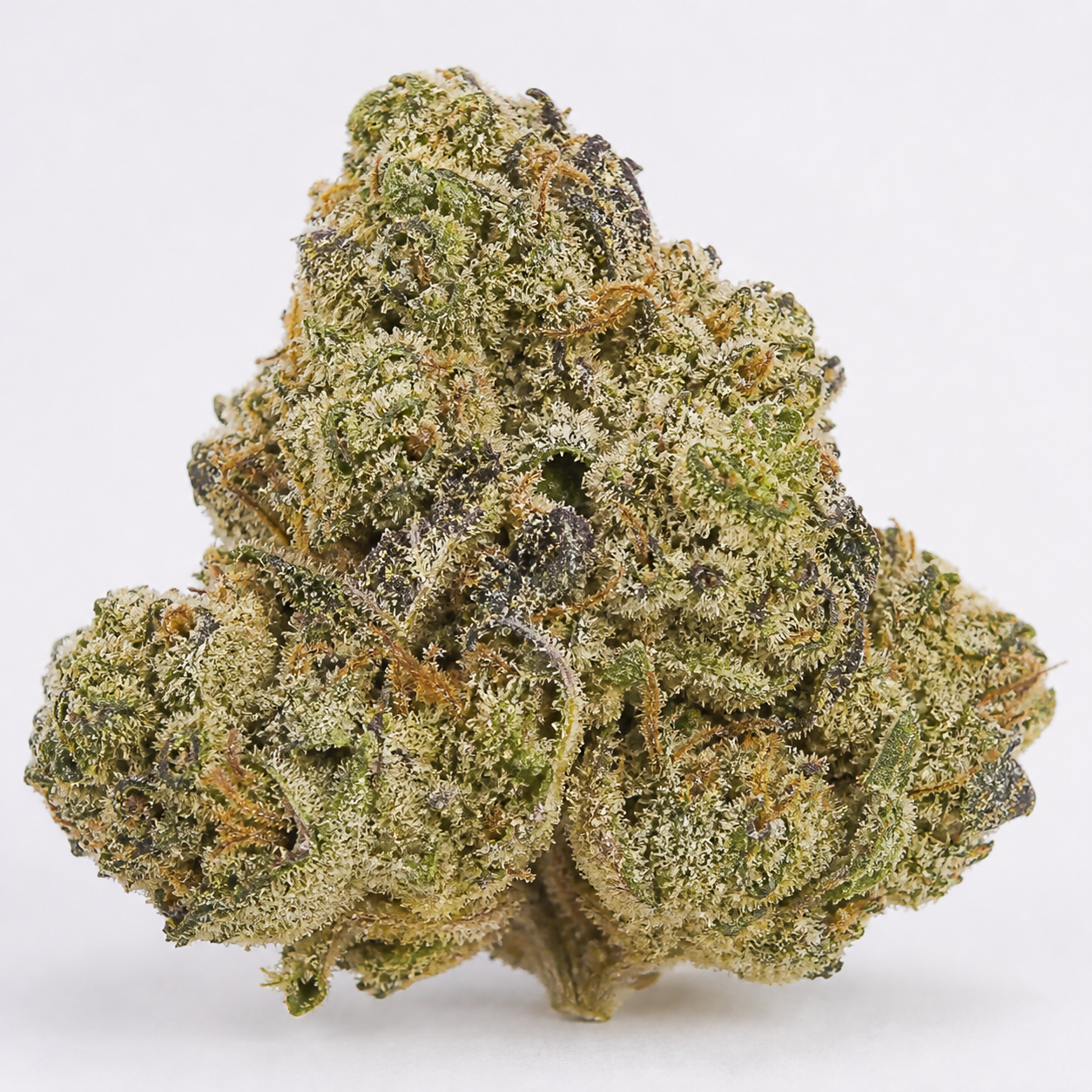 Cogollo de Bubble Gum Feminizada de 00 Seeds, con zonas verdes y moradas, filamentos anaranjados y abundante recubrimiento blanquecino.