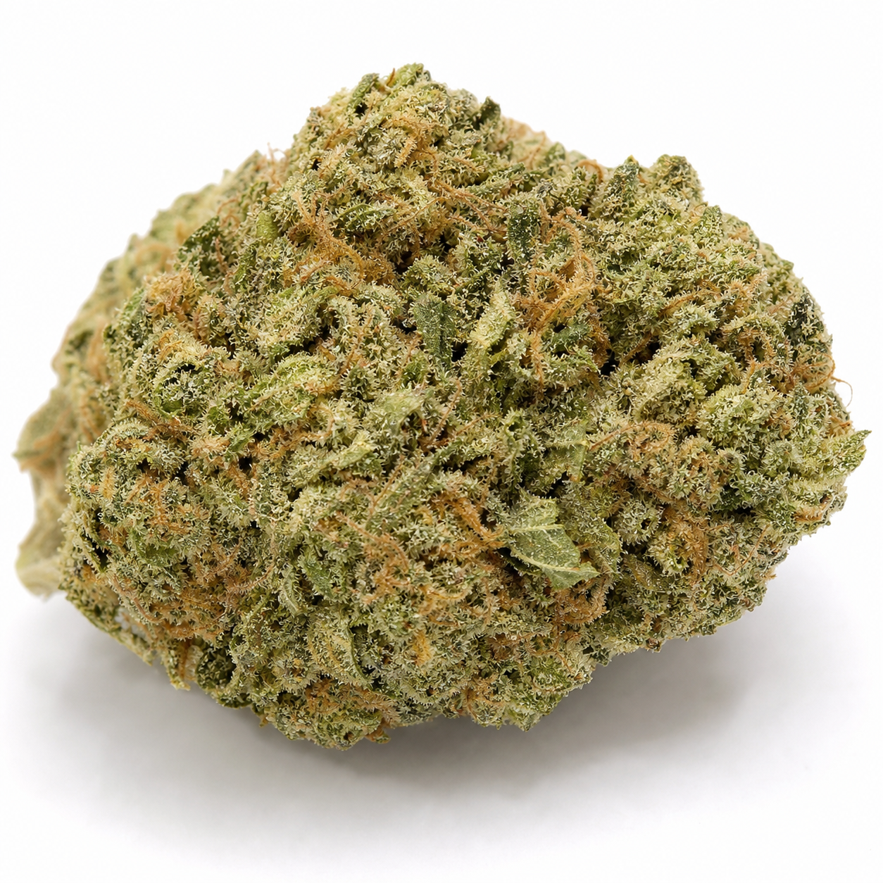 Cogollo de Bubblegum Extra Auto en primer plano sobre fondo blanco, de aspecto compacto, con hojas verdes y filamentos anaranjados.