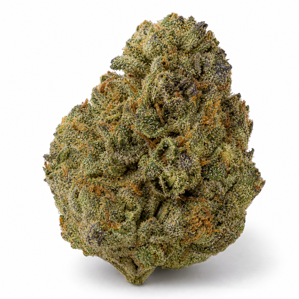 Cogollo de Bubblelicious Feminizada en primer plano sobre fondo blanco, con zonas verdes y moradas, pistilos anaranjados y abundantes tricomas.