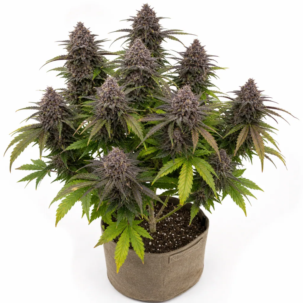 Planta de Caramba Autofloreciente en maceta de tela beige, con flores de tonos morados y hojas verdes y amarillentas sobre fondo blanco.