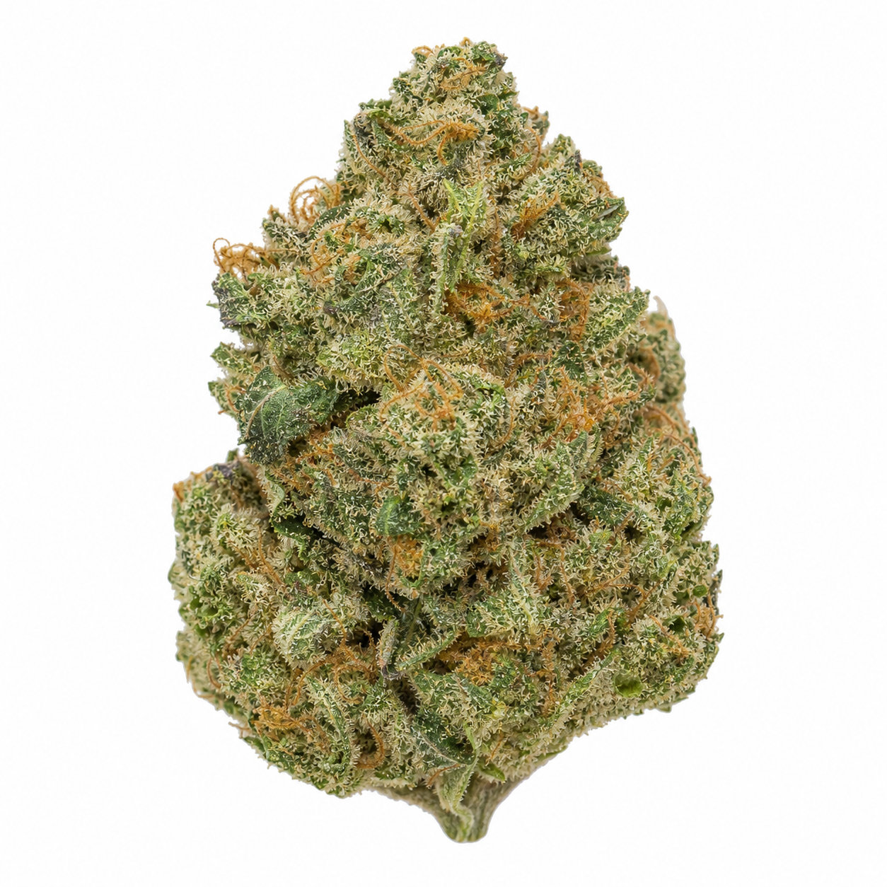 Cogollo de CBD Kush Feminizada de Dutch Passion en primer plano, con tonos verdes, filamentos anaranjados y puntos blanquecinos sobre fondo blanco.