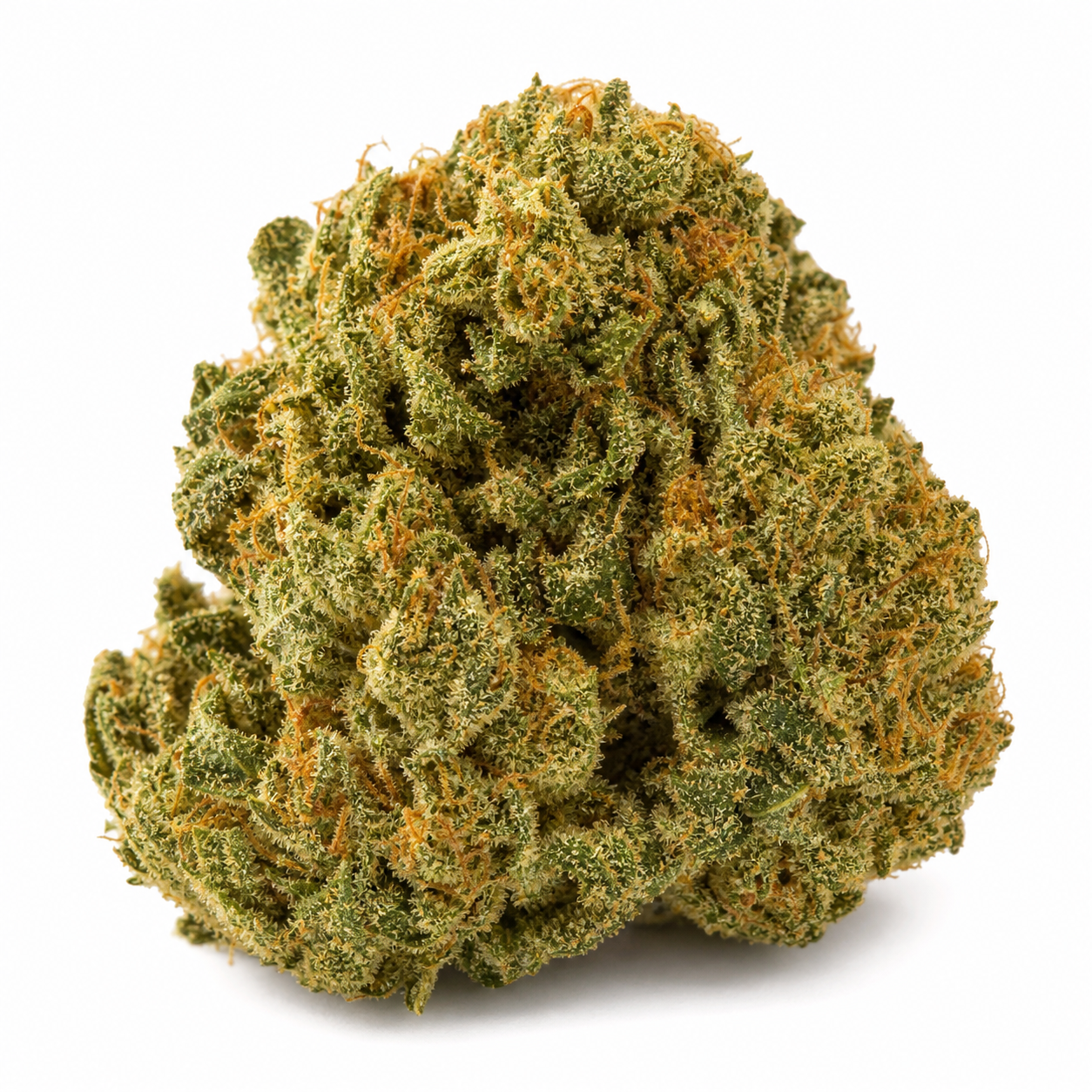 Cogollo de Choco Bud Feminizada de Vision Seeds en primer plano, con forma compacta, tonos verdes y abundantes filamentos anaranjados.