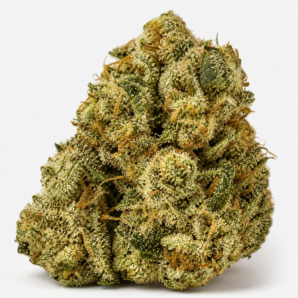 Cogollo de Chronical Auto de Bulk Seeds en primer plano, con hojas verdes, filamentos anaranjados y abundantes tricomas sobre fondo blanco.