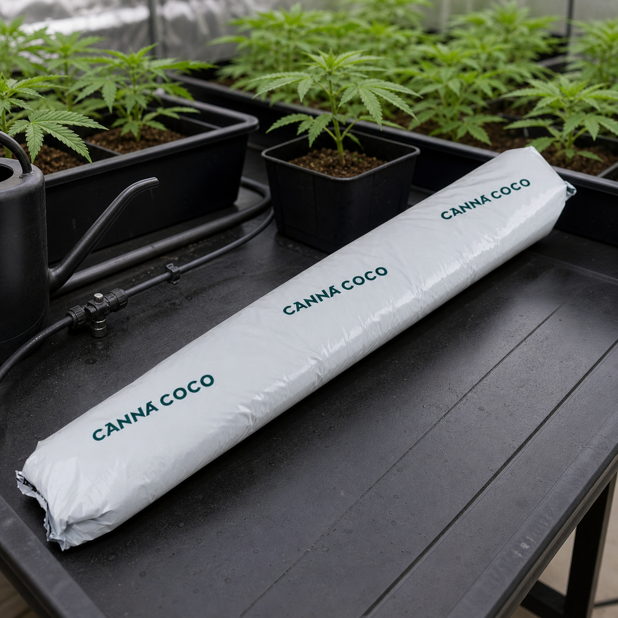 Paquete alargado blanco rotulado CANNA COCO sobre una mesa de cultivo, junto a macetas, tubos de riego y una regadera. Paquete alargado blanco rotulado CANNA COCO sobre una mesa de cultivo, junto a macetas, tubos de riego y una regadera.