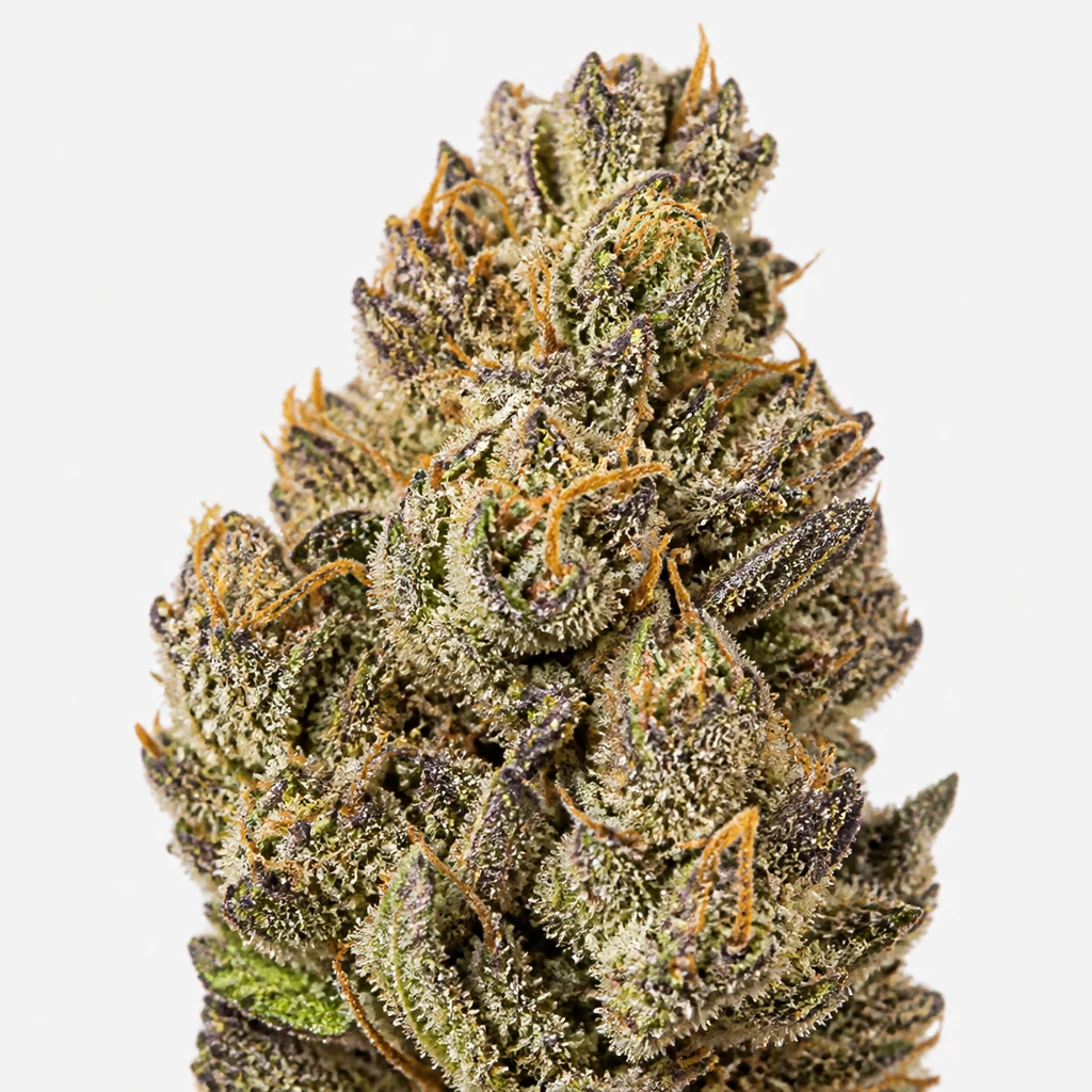 Ilustración de un cogollo con hojas verdes y moradas y pistilos anaranjados para la ficha de Crazy Banana Regular de Bask Triangle Farms.
